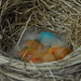 Robin's Nest Day One posted by camera_kent to Flickr