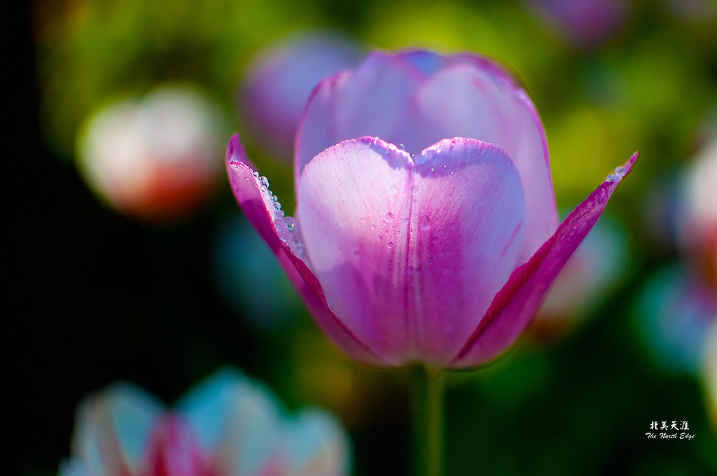 Tulips-8897-a
