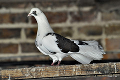 Pigeons & Doves