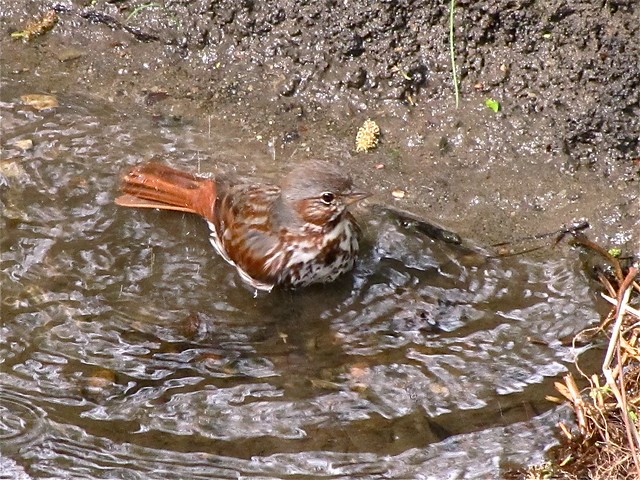Fox Sparrow at Ewing Park 03