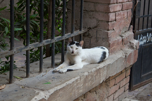 Kitler street cat! by Ester Meerman