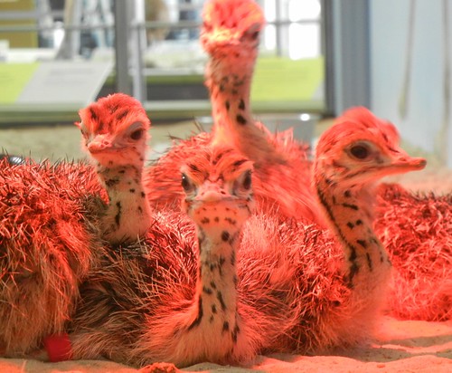 Adorable Ostrich Chicks are Adorable
