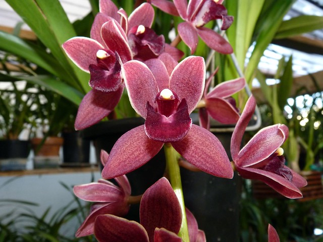 Cymbidium Dorothy Stockstill 'Forbidden Fruit' hybrid orchid