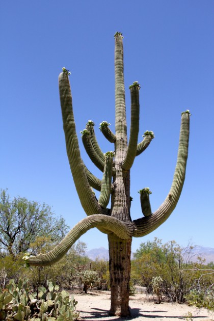 saguaro with many arms