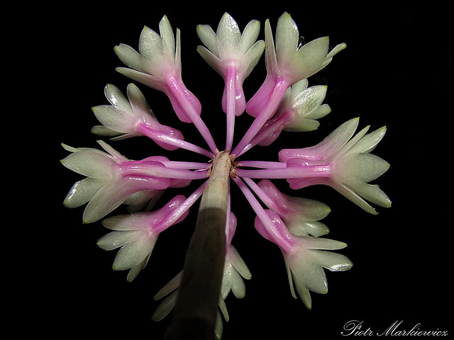 Dendrobium smilliae