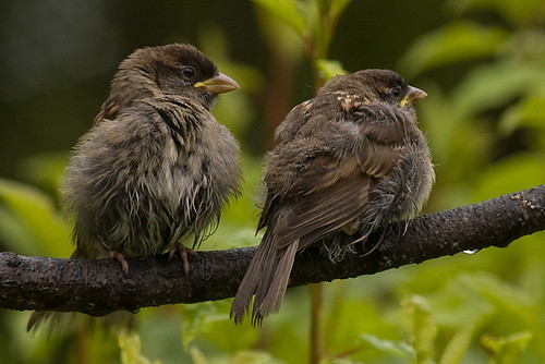 Tree Sparrows 1