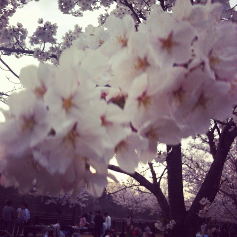 大阪城の桜でかい！