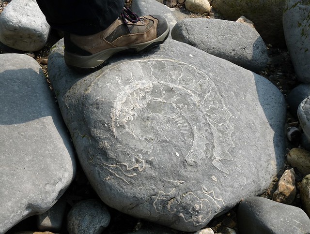 24263 - Fossil Ammonite, Lyme Regis