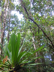 Sainte Marguerite forest reserve. Reunion island