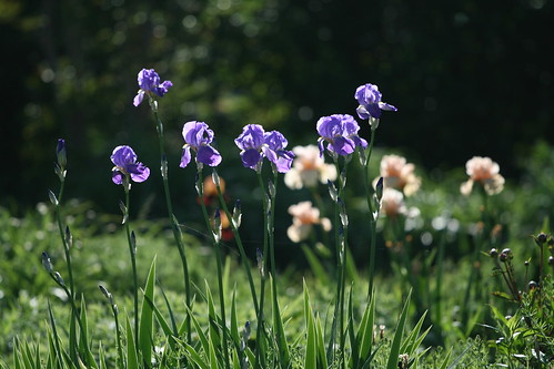 spring iris