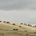 The cow herd.DSC_1567 Explore