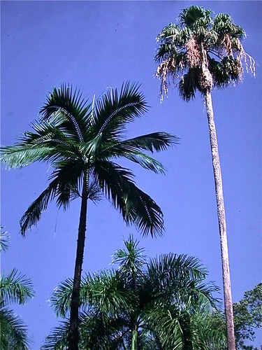 Palm garden at Mayaguez