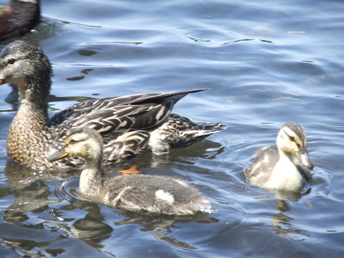 Kents Pond ducks_12 on June 12