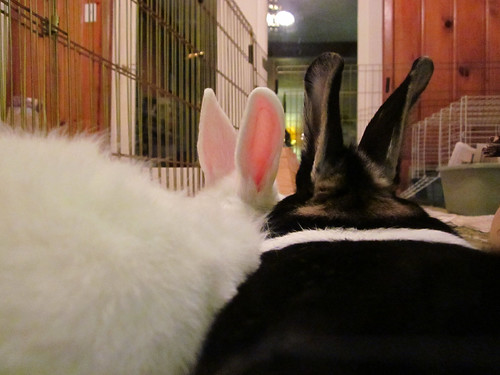 Oreo and Jumbles ears.