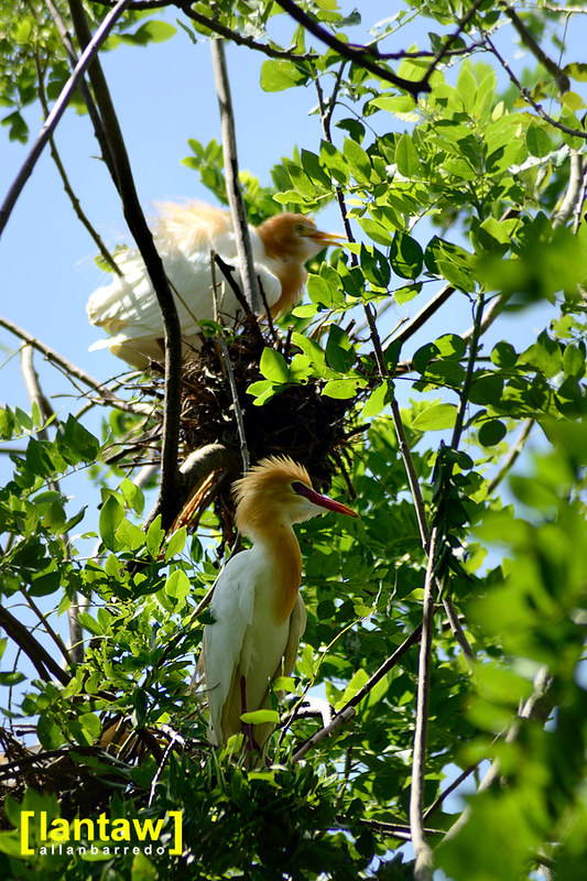 Nesting Cattle Egrets