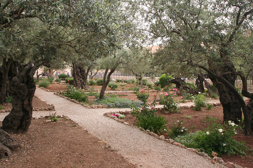 olive trees in Garden of Gethsemane