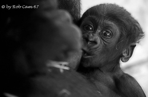 Gorilla Kiu by Rob Cam 67