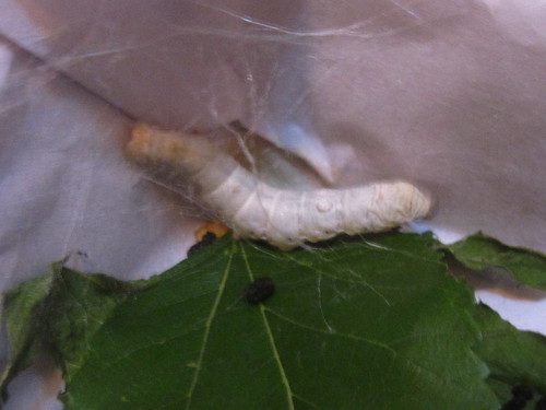 Silkworm beginning to spin a cocoon