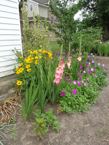 Mom's Yard June 2012 (12)