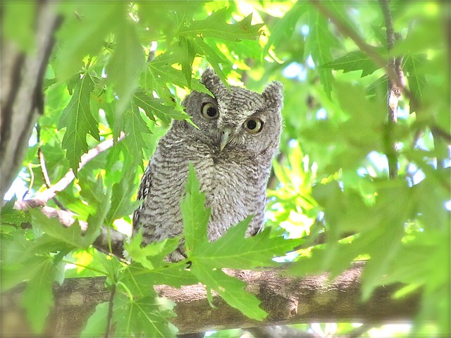 Eastern Screech-owl in Livingston County, IL 17
