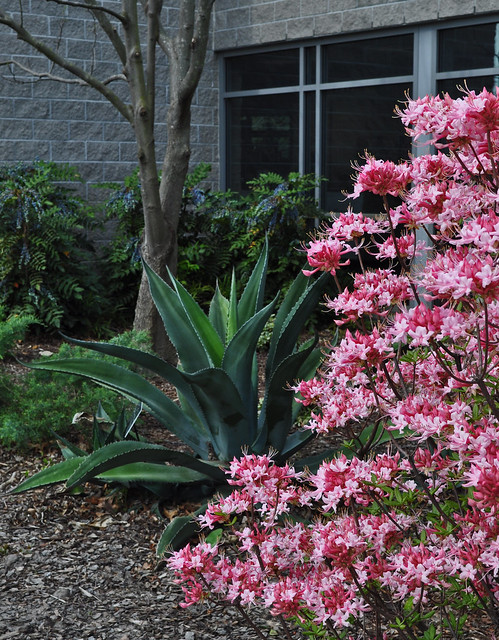 Rhododendron canescens 'Varnadoes Phlox Pink' (2)
