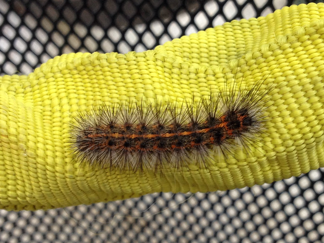 a type of webworm / tent caterpillar, I think
