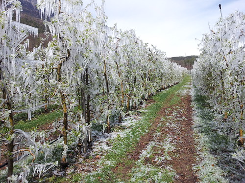 Vereiste Apfelbäume in Südtirol nach einer Frostnacht