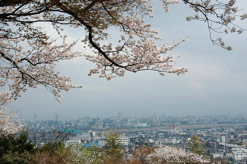 呉羽山の桜・富山
