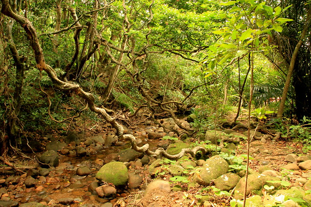 iriomote jungle 西表島ジャングル