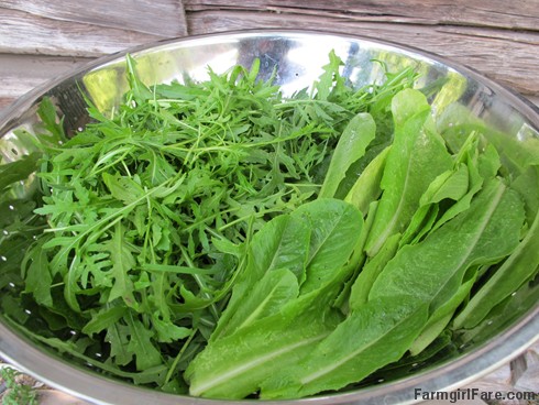 (3) Last harvest of heat tolerant Parris Island romaine lettuce and arugula from the kitchen garden - FarmgirlFare.com