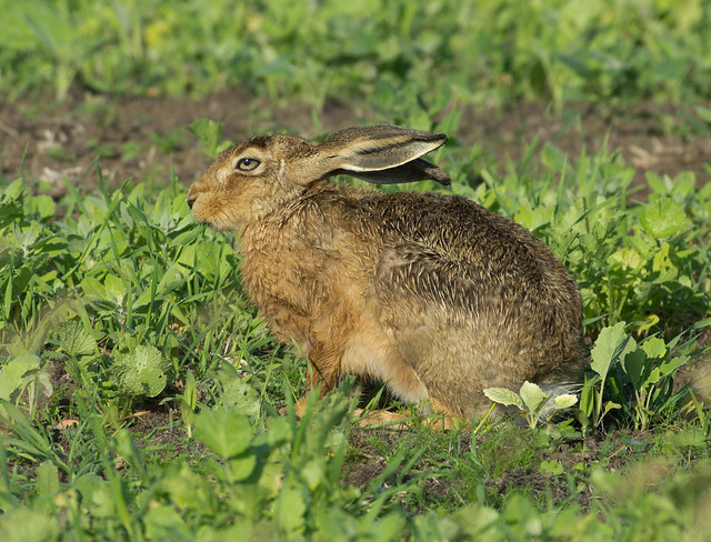 brown hare 2