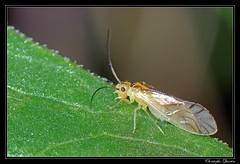 Psocoptera/Caeciliusidae