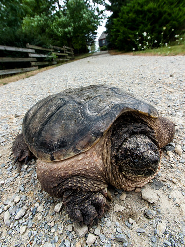 Snapping Turtle by kenfagerdotcom