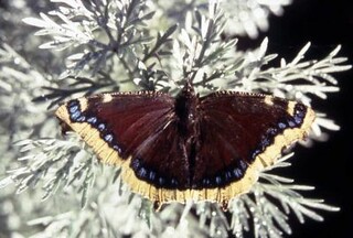 normal_0065-Male-Mourning-Cloak-butterfly--Nymphalis-antiopa-