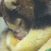 TreeKangaroo_004 posted by *Ice Princess* to Flickr