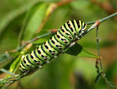 Lagartas | Caterpillars