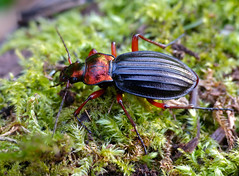 Golden Ground Beetle (Carabus auronitens auronitens) individual form '' letacqi ''