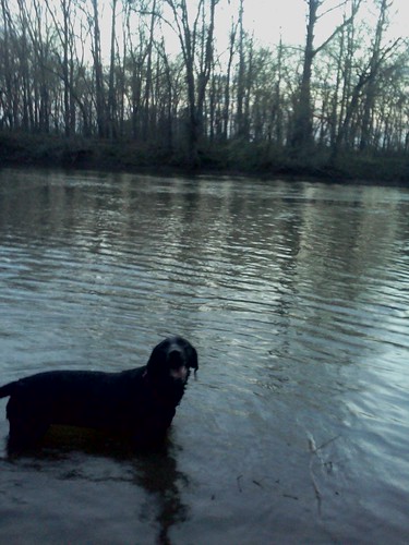 lilly in the river