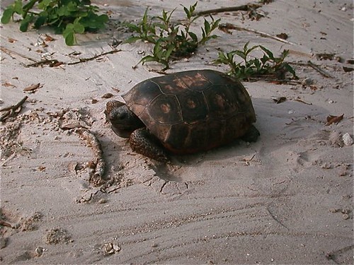 Gopher tortoise - Lake Kanapaha, FL