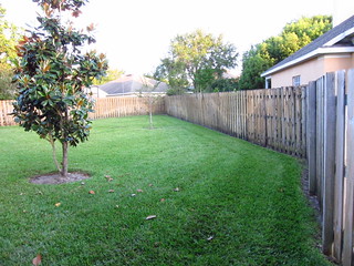 Our Yard: After the Drake Elm