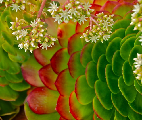 Aeonium canariense in Bloom by plantmanbuckner
