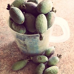 I just got these feijoas from the tree outside & they are ONLY the ones which have already fallen off the tree!