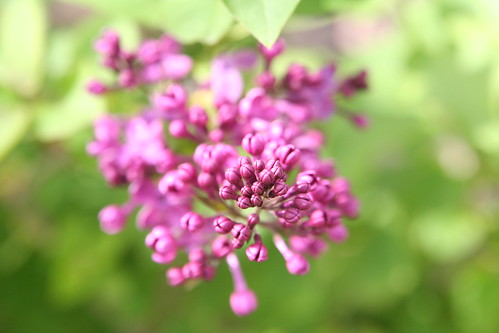 Lilac in Bloom