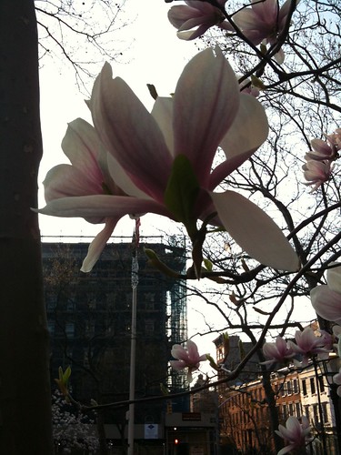 Saucer magnolia blossoms, New York City