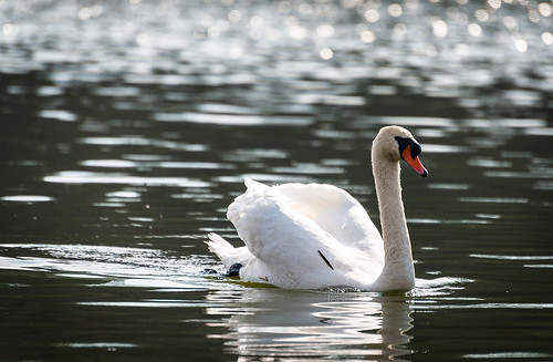 Canadian swan. [Explored March 29, 2012] by kaybee07