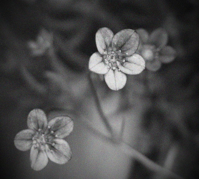 black & white spring