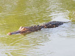 Alligator, swimming