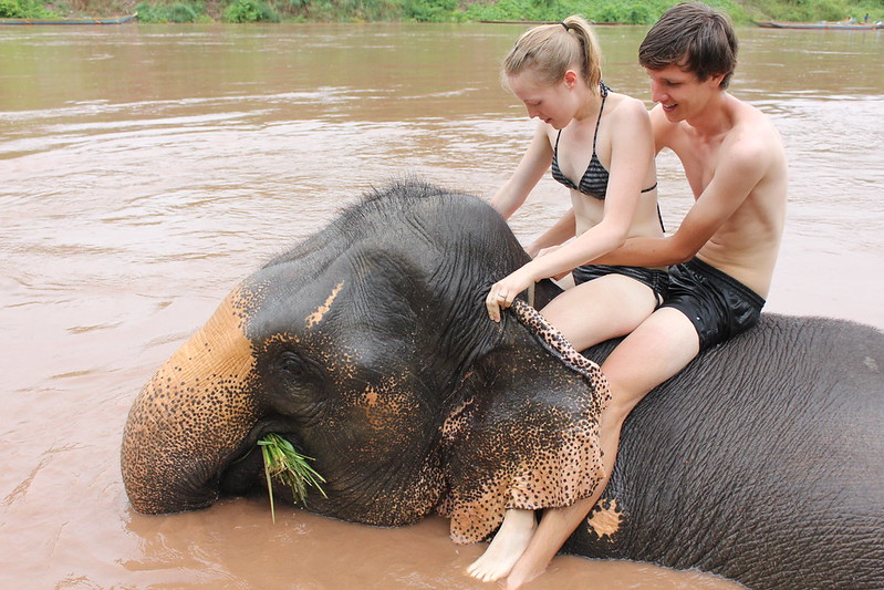 Elephant bathing in the Mekong river Laos