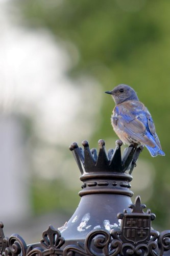 Bird on lamp post by jupigare