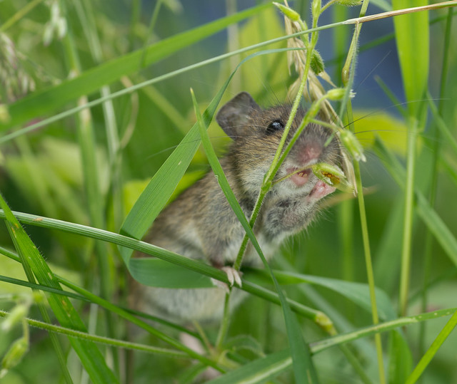 wood mouse eating grass